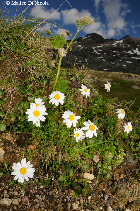 un po'' di flora dal Gavia